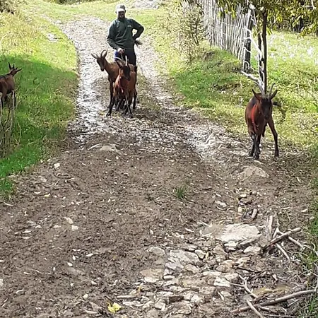 Agroturism Bori Oda ve Kahvaltı *