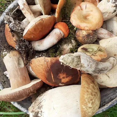 Agroturism Bori Oda ve Kahvaltı